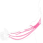 Vasculature - Arm 2 Clip Art