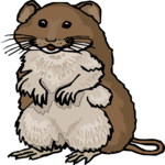 Hamster 3 Clip Art