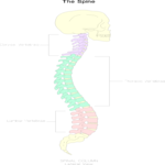 Chart - Spine Clip Art