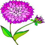 Dahlia 3 Clip Art