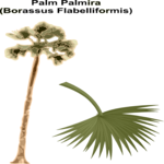 Palm Palmira Clip Art