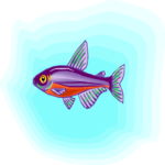 Tetra - Cardinal Clip Art