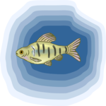 Tetra 31 Clip Art