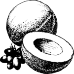 Cantaloupe 1 Clip Art