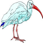 Ibis 2 Clip Art