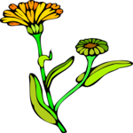 Marigold 1 Clip Art