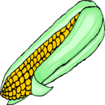 Corn 29