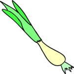 Onion - Green 4 Clip Art