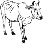 Sacred Cow