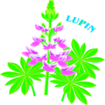 Lupin