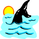 Whale Tail