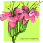 Origaanum Vulgare L