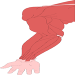 Musculature - Arm 1
