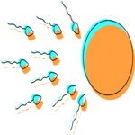 Sperm & Egg 2 Clip Art