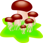 Mushrooms 10