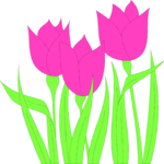 Tulips 06