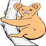 Koala 1