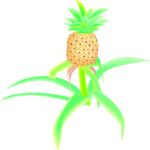 Pineapple 13