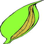 Corn 08