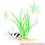 Eleocharis Prolifera Clip Art