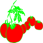 Tomatoes 07