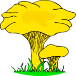 Mushrooms 01