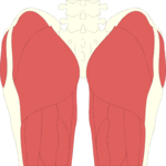 Musculature - Thigh 1 Clip Art