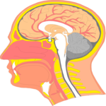 Head - Cross Section 1 Clip Art