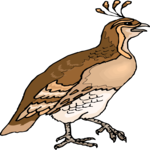 Quail 5 Clip Art