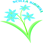 Scilla Sibirika