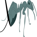 Ant 06 Clip Art