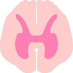 Spinal Cord Cross Section 1