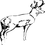 Antelope 07 Clip Art