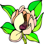 Magnolia 2 Clip Art