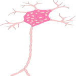 Nerve Cell Clip Art