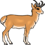 Antelope - Pronghorn 2
