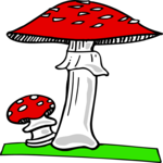 Mushrooms 06