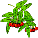 Berries 13 Clip Art