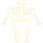 Skeleton 07