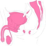 Reproductive - Male 3