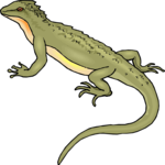 Lizard 18 Clip Art