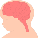 Brain Development 3