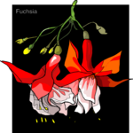 Fuchsia 2