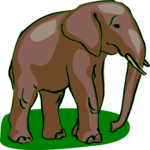 Elephant 15