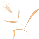 Wheat 11