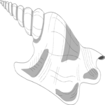 Sea Shell 07 Clip Art