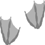Webbed Footprints 1