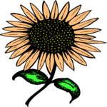 Sunflower 9