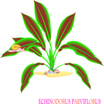 Echinodorus Parviflorus Clip Art