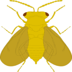 Flying Insect 11 Clip Art